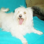 Продам взрослую девочку мальтийской болонки, стерильную