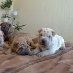 ПРОДАМ ЩЕНКОВ ПОРОДЫ ШАР-ПЕЙ