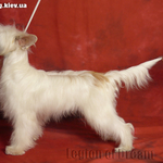 Продаётся Красивый Пуховый кобель китайской хохлатой для выставок