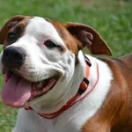 Девочки АСТ амстафф терьер для души и шоу.КСУ