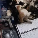 Шукаю хозяїна для котят ( четверо, по3 місяця )!