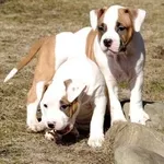 Щенки шоу класса американского стафф. терьера