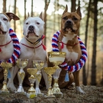 Отличные щенки амстаффа 