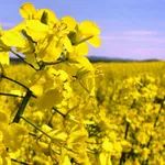 масличные и зерновые культуры в больших обьемах