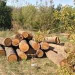 Продам дуб, кругляк от 32 см, 2й сорт, длина 3 метра, 30 куб.