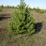 Новогодние душистые, живые, зеленые сосны от 180см до 220см