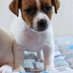 Великолепный щенок Джек Рассел терьера от лучших представителей породы