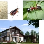 Обробка відкритих приміщень від кліщів, комарів, мурах та ін.