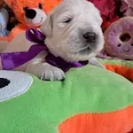 Щенки золотистого ретривера Ot Bahur
