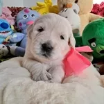 Цуценята золотистого ретрівера Оt Bahur