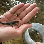 Малек руcского осетра. Ирпень