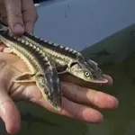 Малек рycского осетра