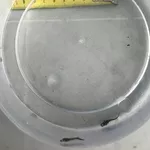 Принимаю заказ на малек осетра, малек стерляди