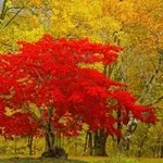 Пиломатериалов и кругляка ищем поставщиков