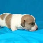 Bohema Artic -элдитные гладкие щенки от Чемпионов шоу