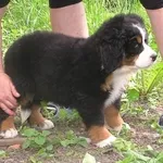 Spirit Dream-Бернский зенненхунд щенки от Чемпионов, помощь с доставко