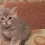 продаются шотландские чистокровные котята