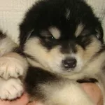 Миленькие щенки аляскинского маламута