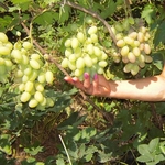 Продам саженцы винограда Киев