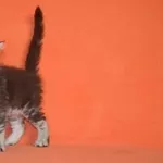 Котята мейн кун