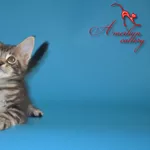 Крупные котята мейн кун