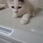 Отдам даром кошенят – Мурчик, Рыжик, Шнурок и Шустрик!