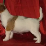 Джек рассел СУПЕР щенки SHOW класса в Bohema Artic КСУ-ФЦИ! ТОП крови 