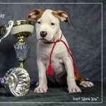 Веселые Щенки амстафф терьера 