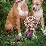 Амстафф с Питомника