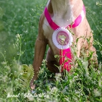 Элитная девочка Американского Стаффордширского Терьера.