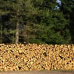 Оптовая и розничная продажа леса: кругляк сосна, дуб, ольха и пр.