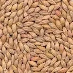 купим рапс, пшеницу, сою, кукурузу, ячмень