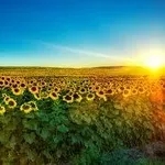 купим рапс, пшеницу, сою, кукурузу, ячмень, подсолнечник