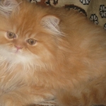 продам котят персов пушистые котята-игривые