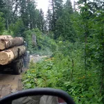 Продам дуб оптом, кругляк от 30 см - 1й, 2й, 3й сорт.