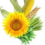 Закупаю ячмень, кукурузу, соя, рапс, подсолнечник, пшеницу