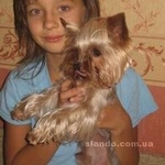 Красивейший кукольный щенок йоркширского терьера,