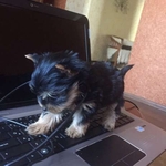 Щеночки Йорка от клубных родителей, можно ездить заграницу