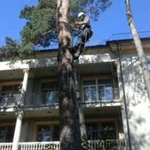 Спил деревьев в Киеве любой сложности