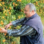 Работа по сбору апельсин в Испании для украинцев