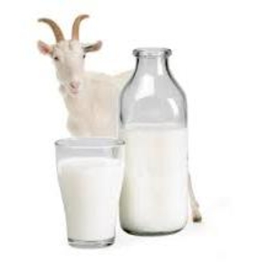 Продам домашнее козье молоко