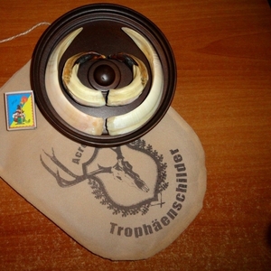 Охотничий VIP-трофей - клыки кабана секача(21, 5х14см) на медальоне.