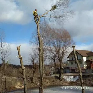 Спиливание деревьев любой сложности