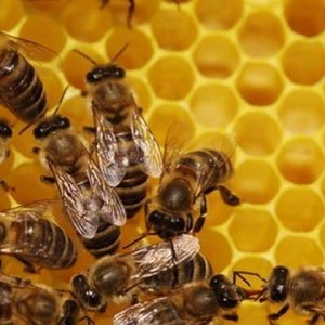 Продам бджоли,  бджолосім'ї без вуликів або з вуликами дадан