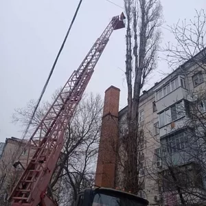 Спил деревьев,  дрова. Киев