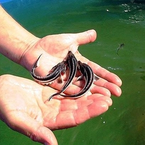 Малек осетра,  форель.