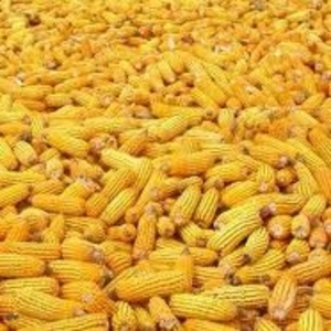 Закупаем кукурузу  10-2 -14