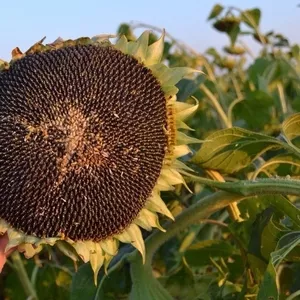 Продам насіння соняшника Серджио ШТ