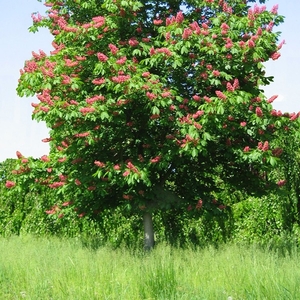 Красный каштан Aesculus carnea для озеленения