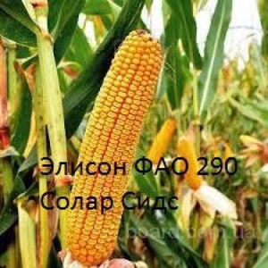 Семена французской кукурузы Элисон (урожайность 140 ц/га) 